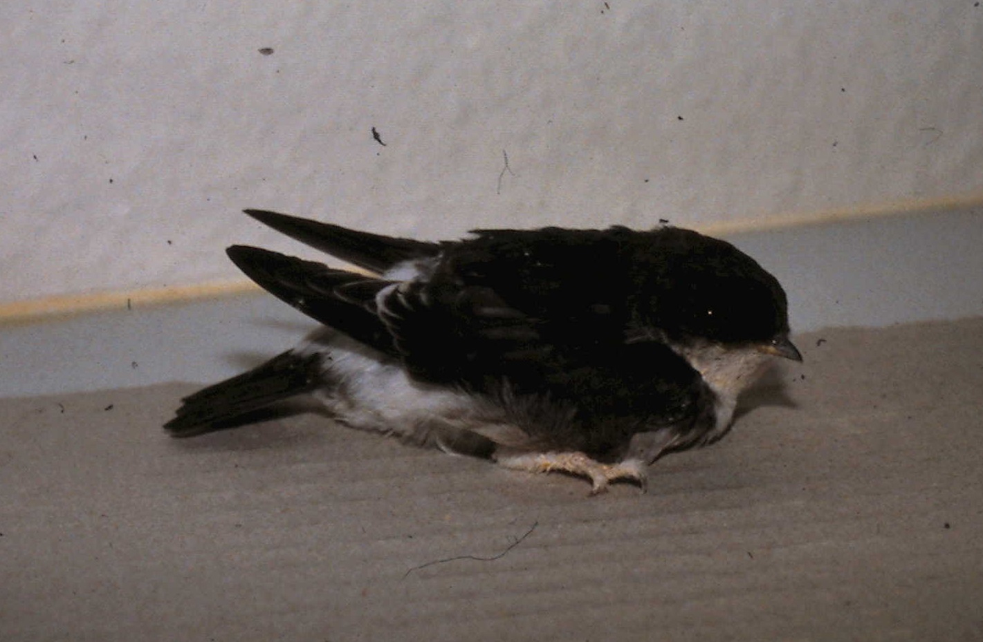 House martin
