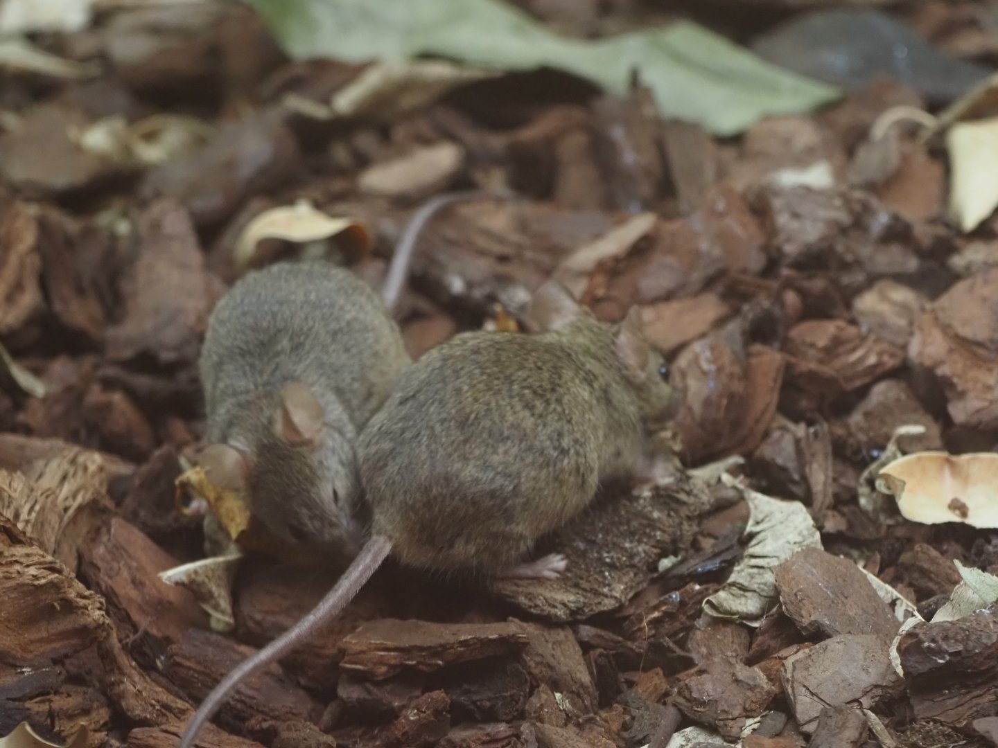House Mice (Wild)
