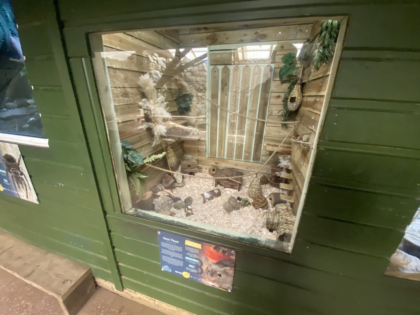 House mouse exhibit 090525