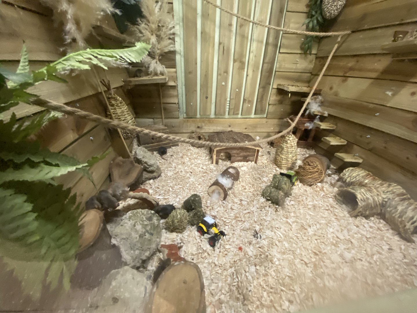 House mouse exhibit 090525