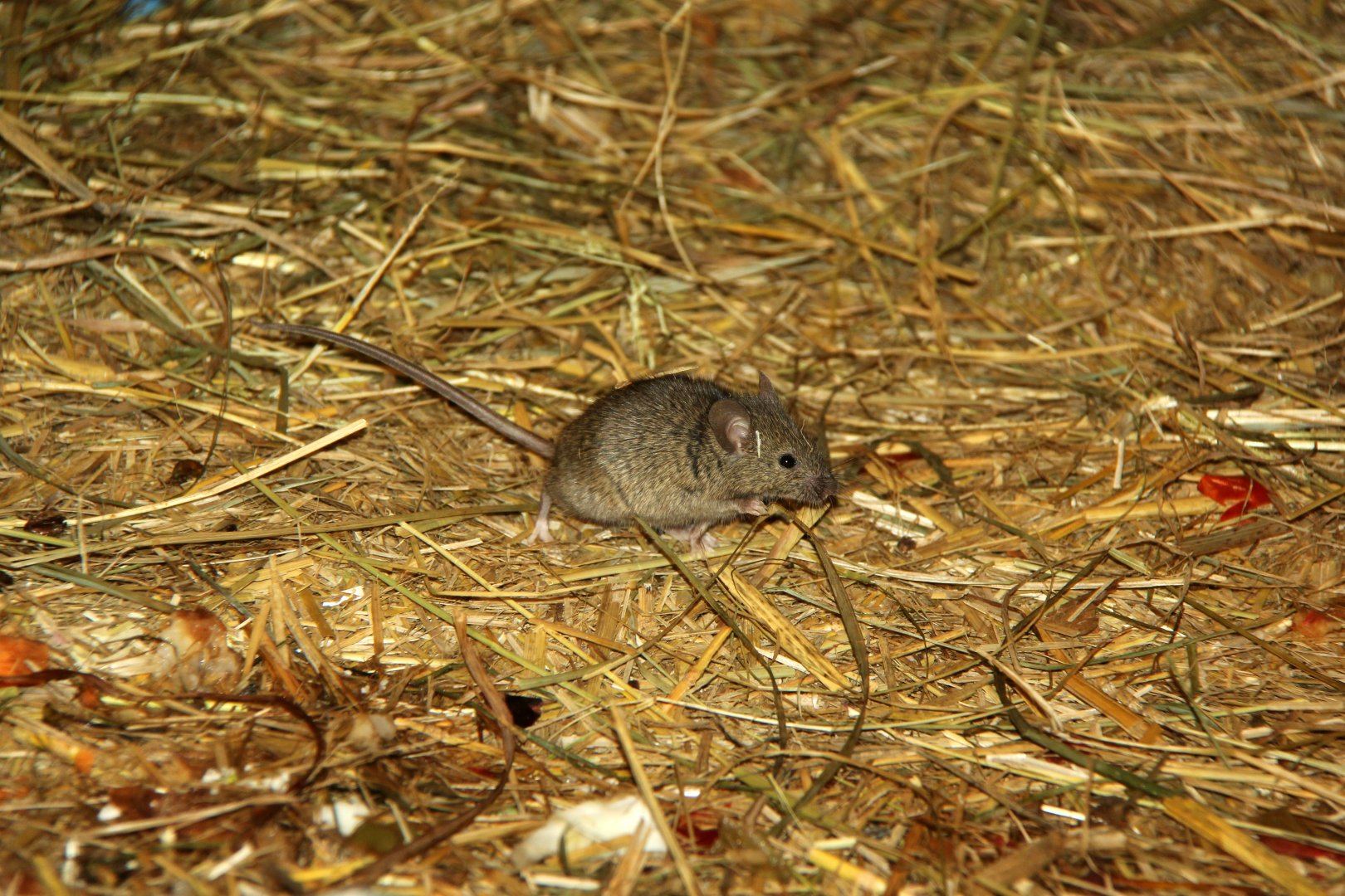house mouse (Mus musculus)?
