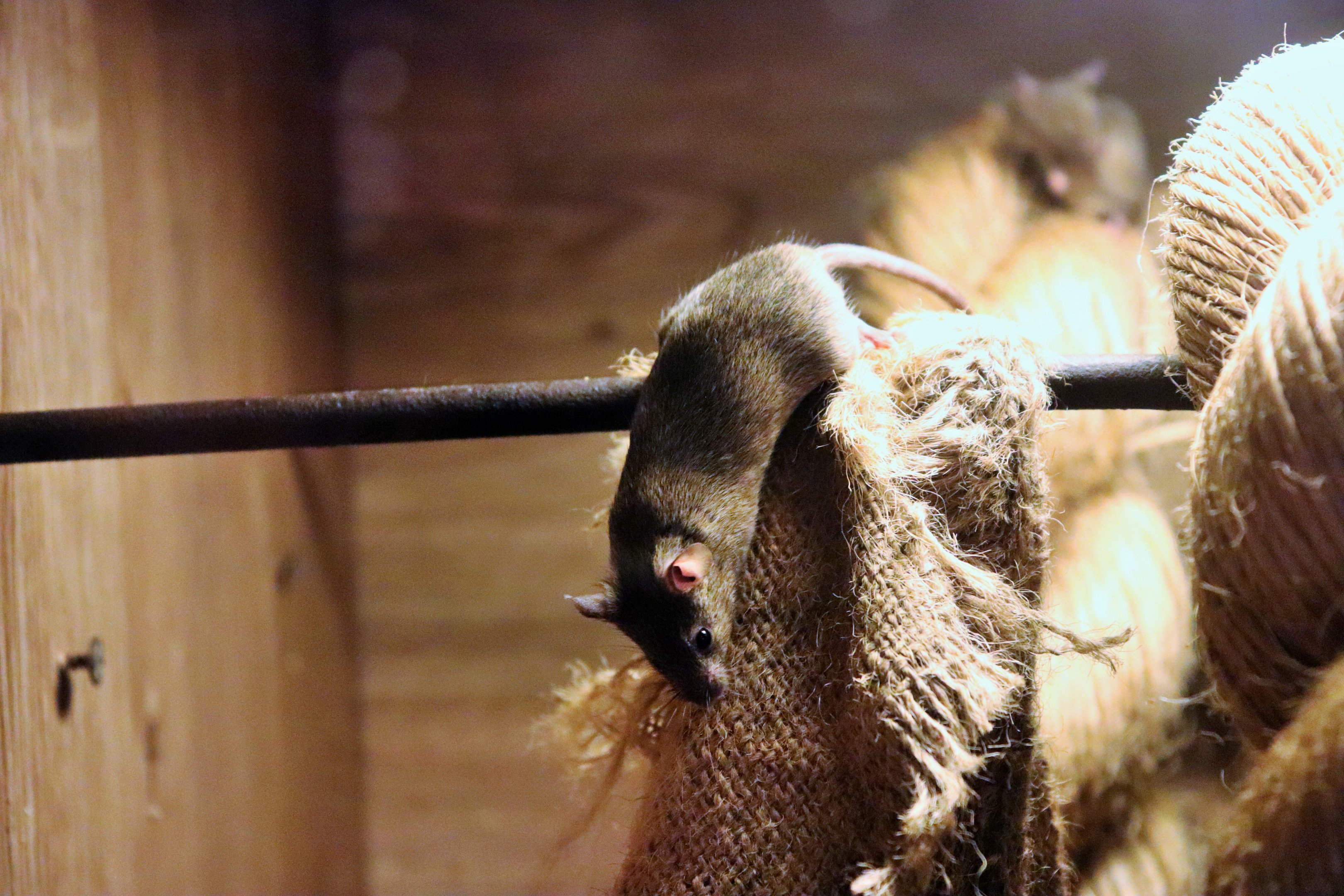 House Mouse (Mus musculus)