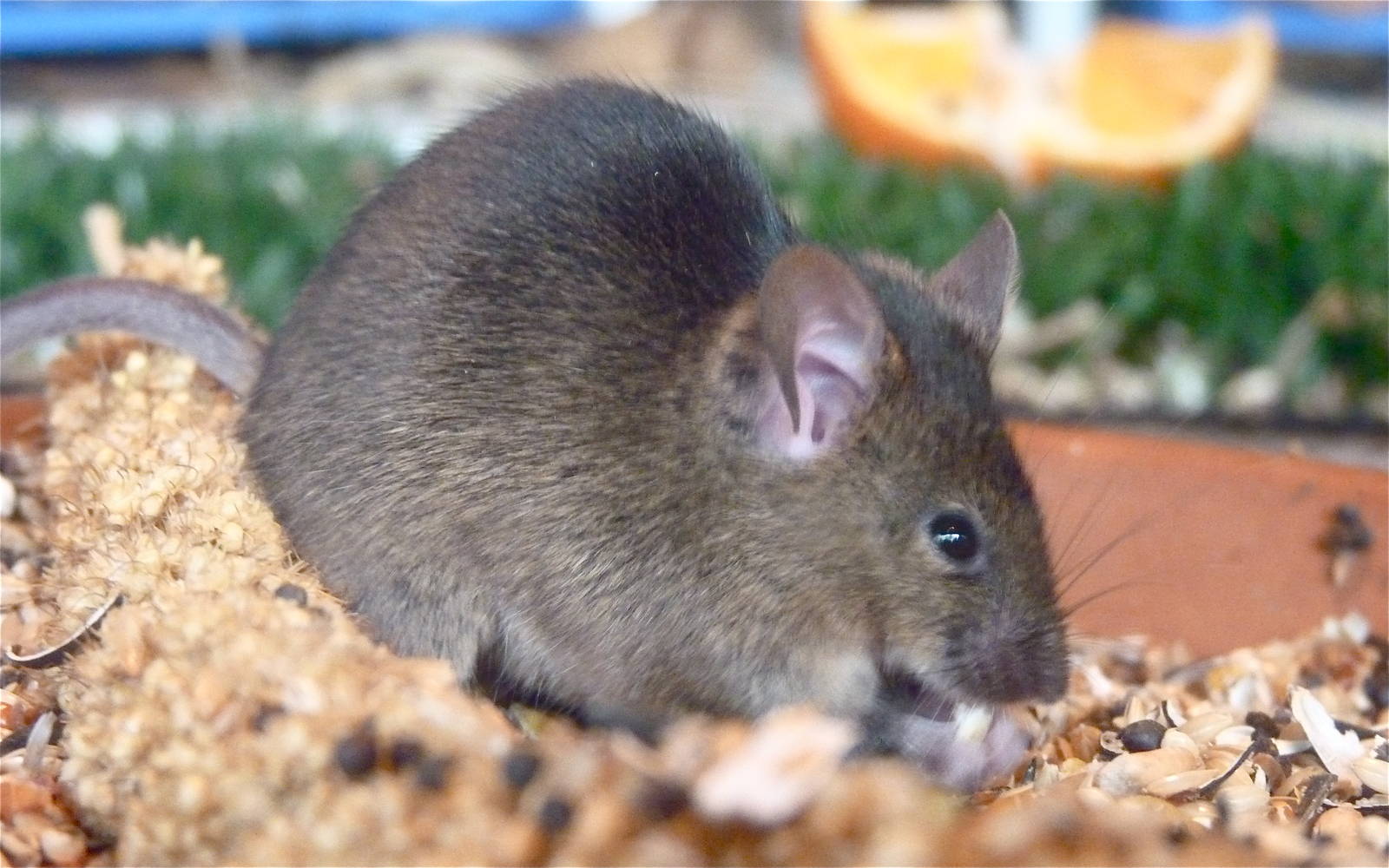 House Mouse