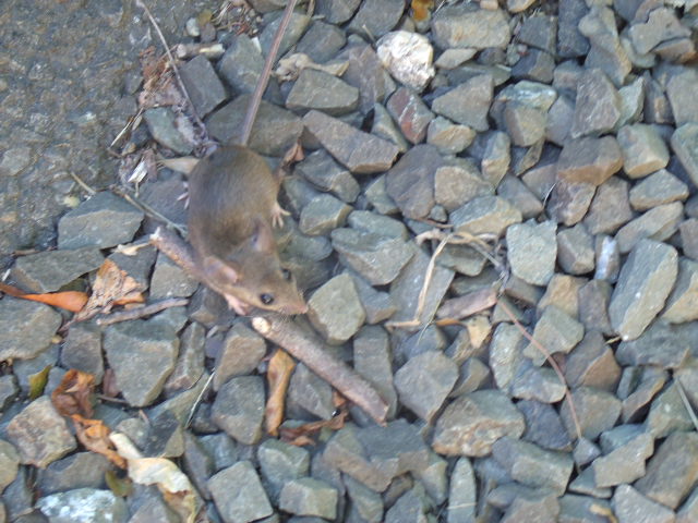 House Mouse
