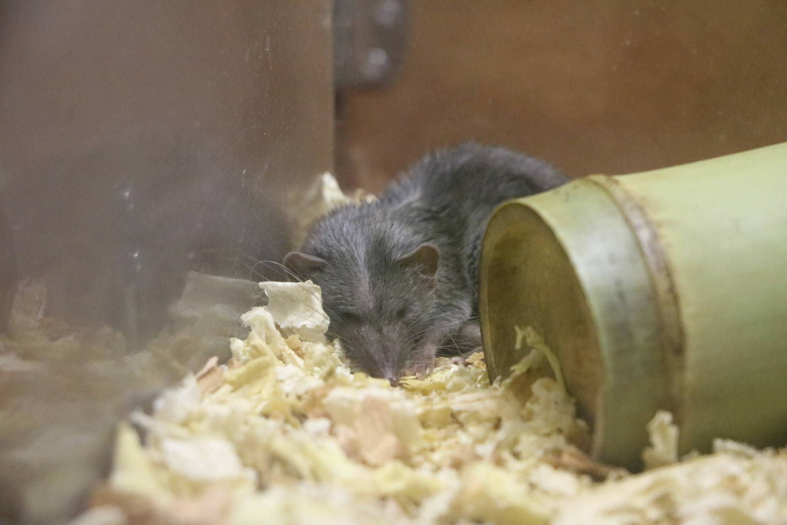 House musk shrew, February 2016