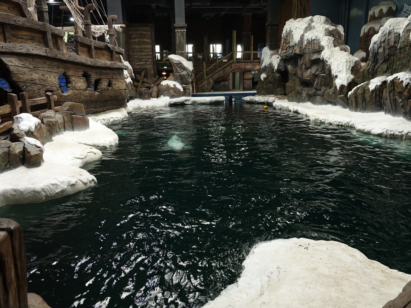 House of belugas (Delphinapterus leucas) - 16.04.2018