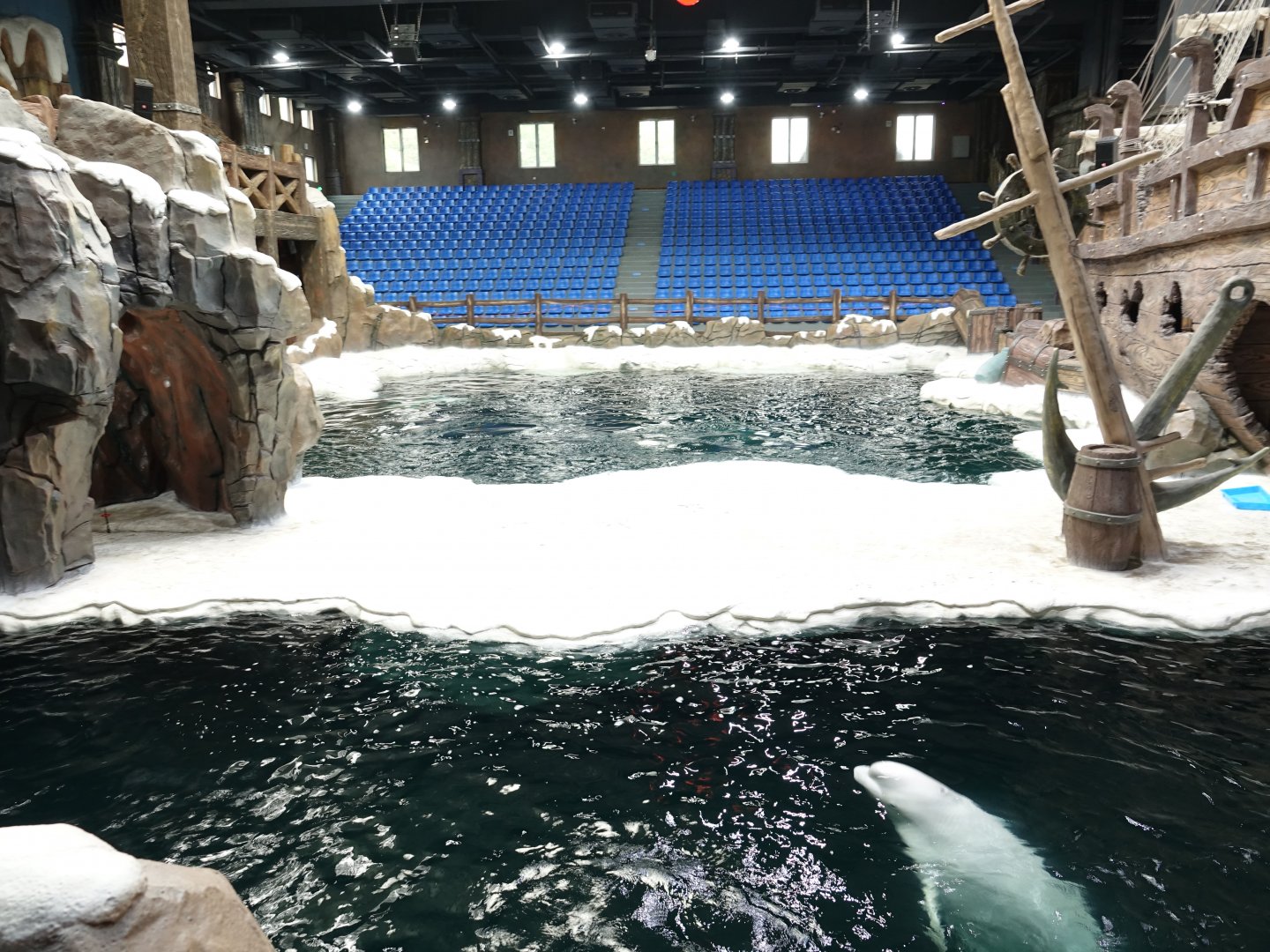 House of belugas (Delphinapterus leucas) - 16.04.2018