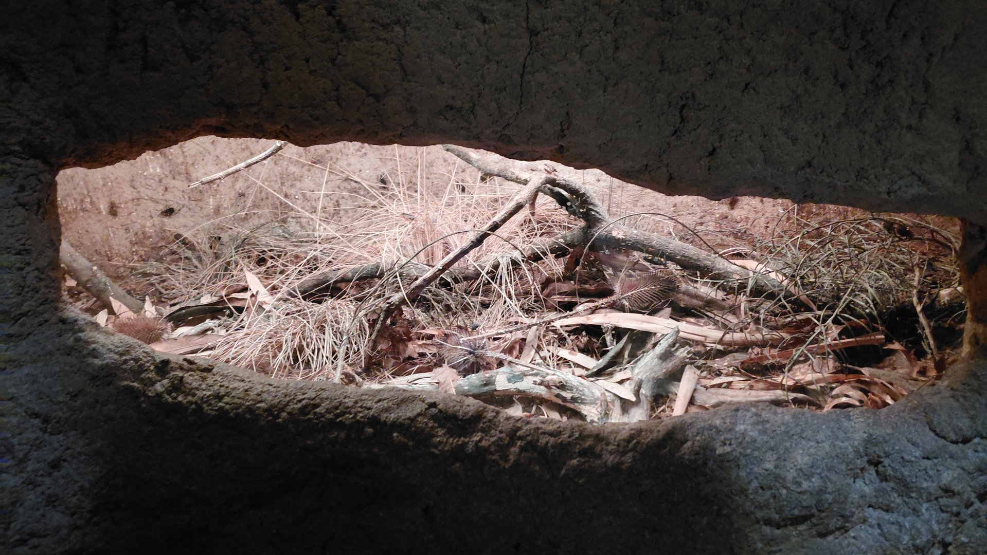 House of Evolution - assassin bug exhibit