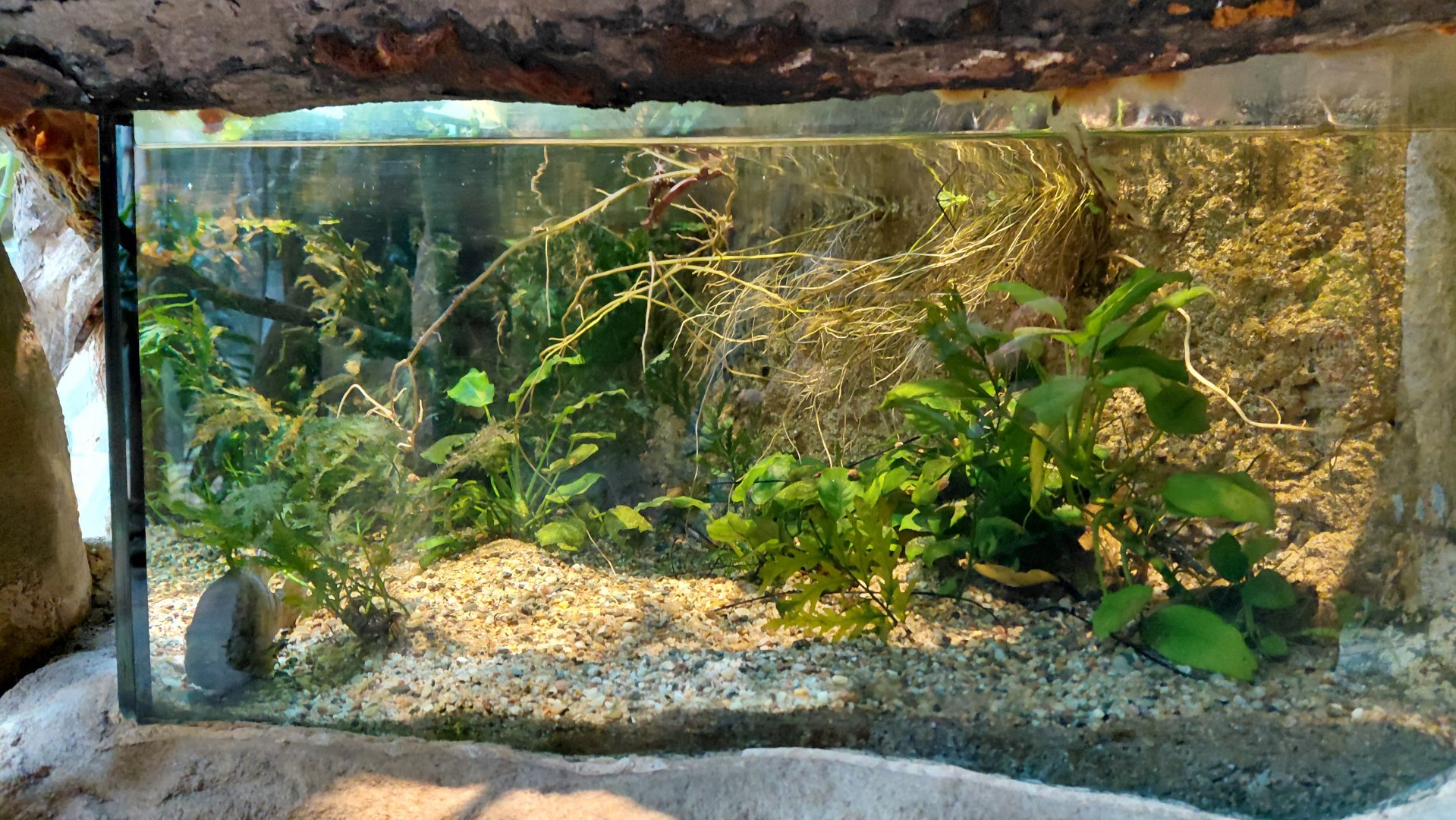 House of Evolution - cichlid tank