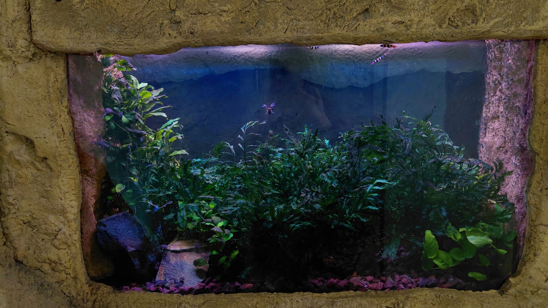 House of Evolution - Clown kili tank