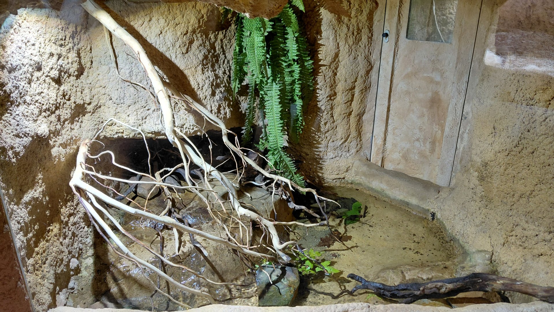 House of Evolution - crab exhibit