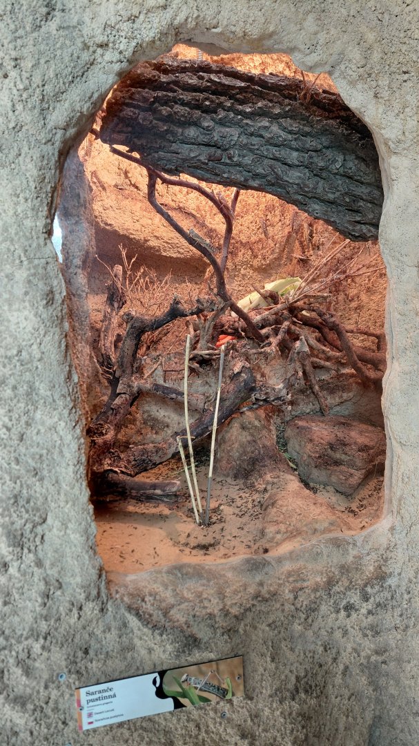 House of Evolution - desert locust exhibit