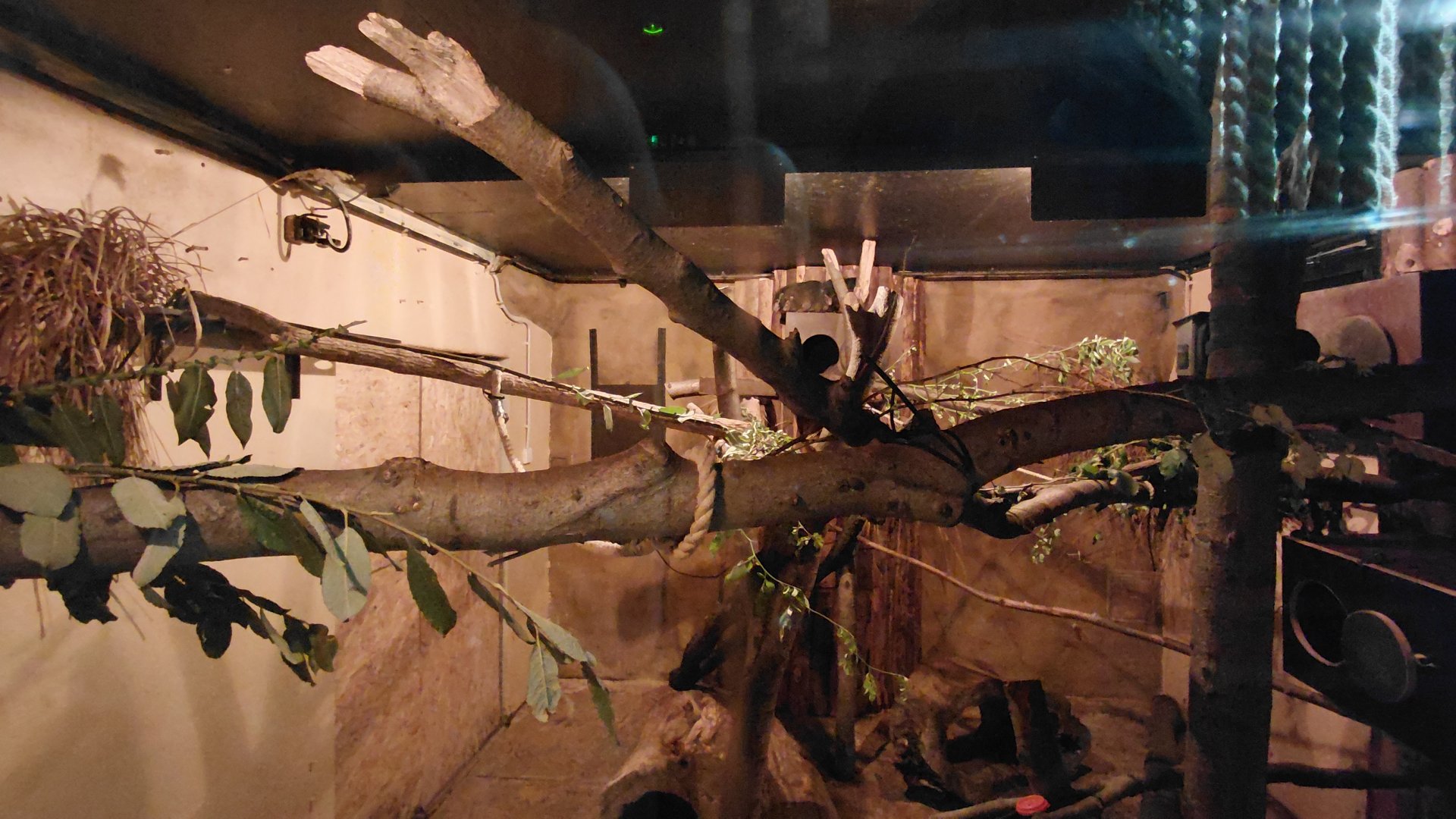 House of Evolution - hyrax exhibit