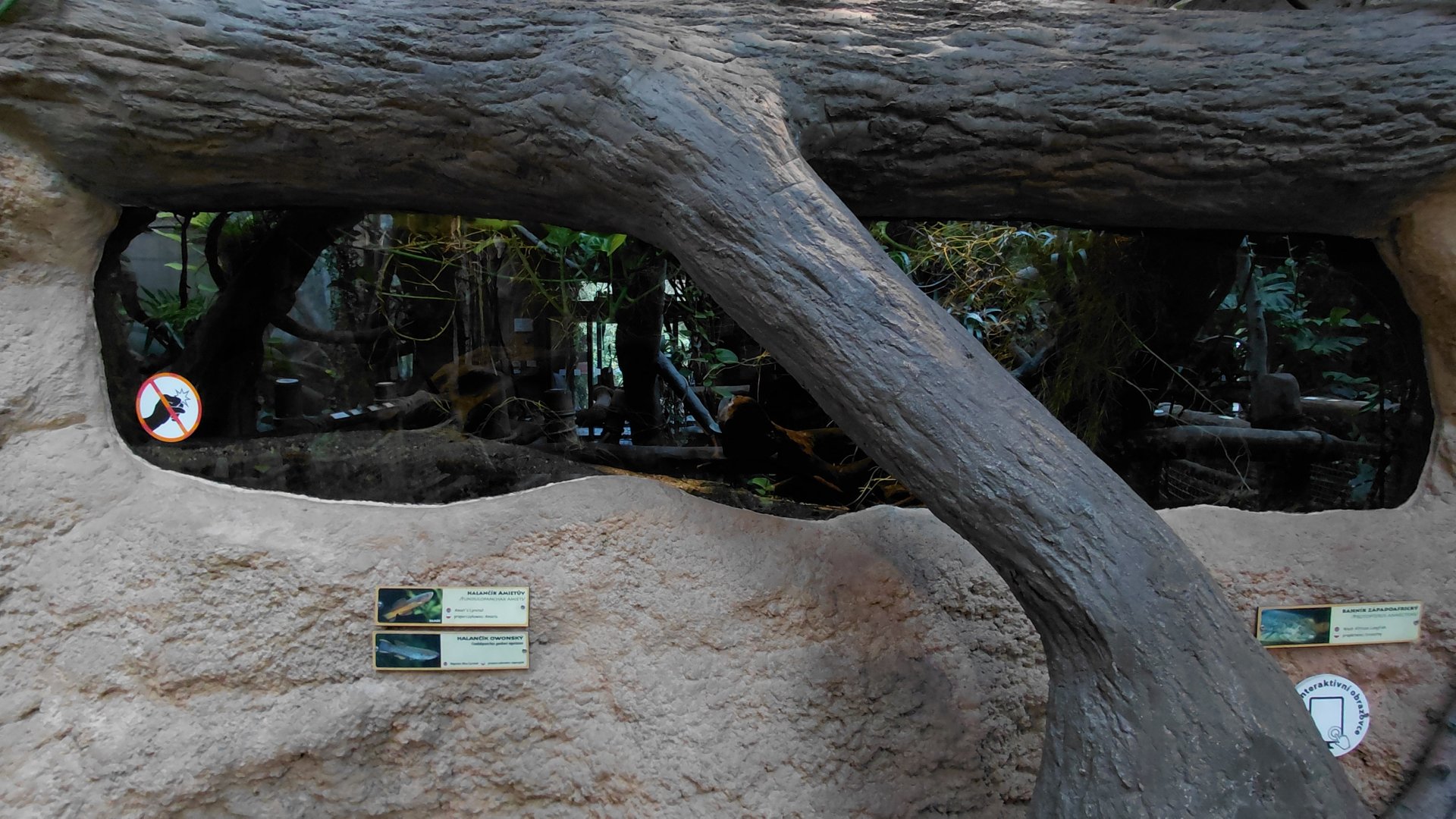 House of Evolution - lungfish tank