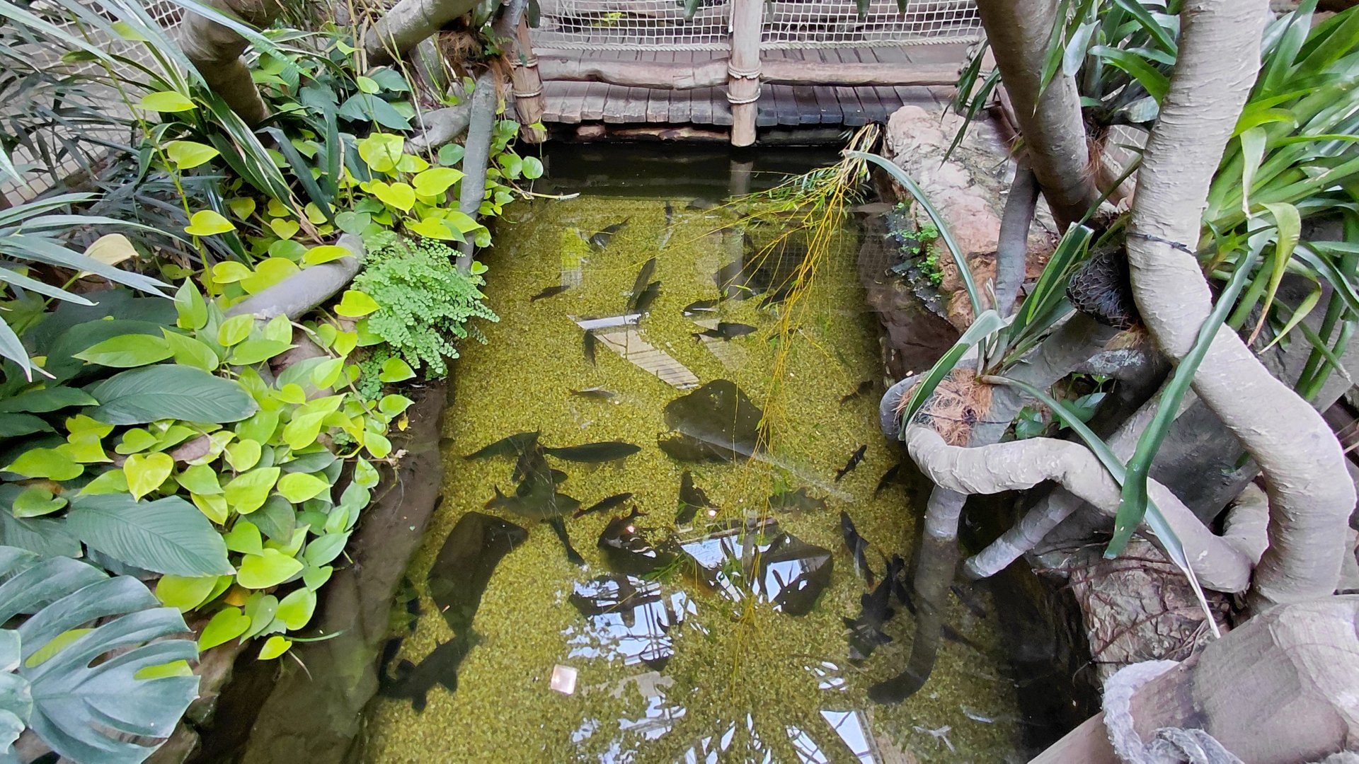 House of Evolution - mixed species tank