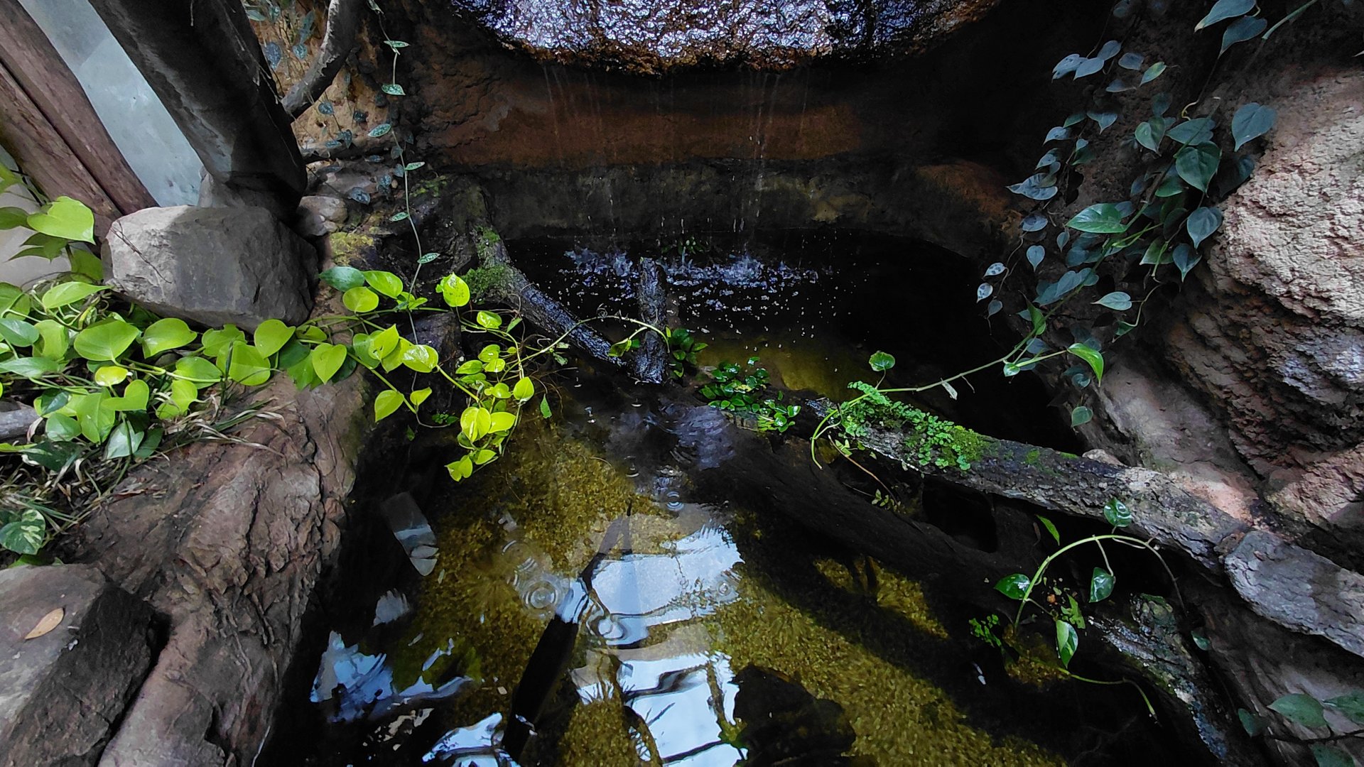 House of Evolution - mixed species tank