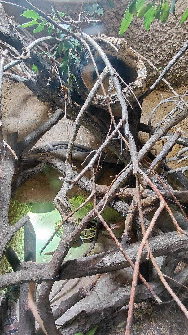 House of Evolution - python exhibit