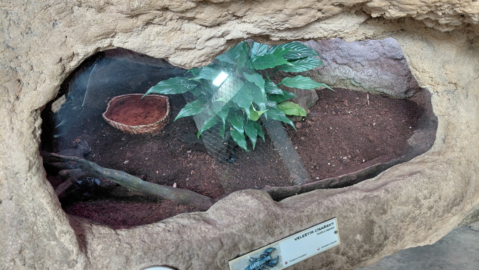 House of Evolution - Scorpion exhibit