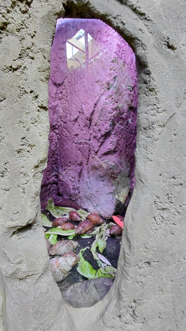 House of Evolution - snail exhibit