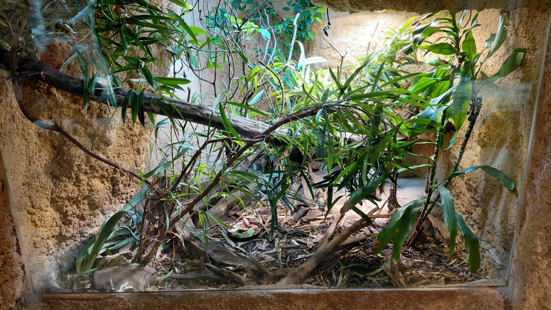 House of Evolution - tortoise exhibit