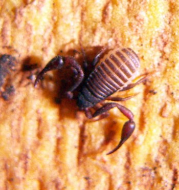 House Pseudoscorpion (Chelifer cancroides)