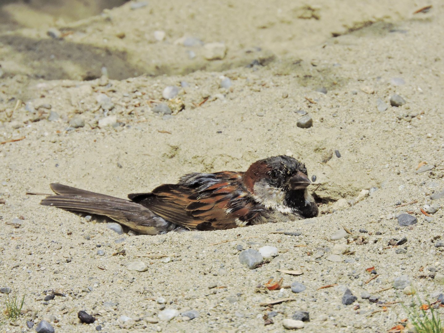 House sparrow [2017]