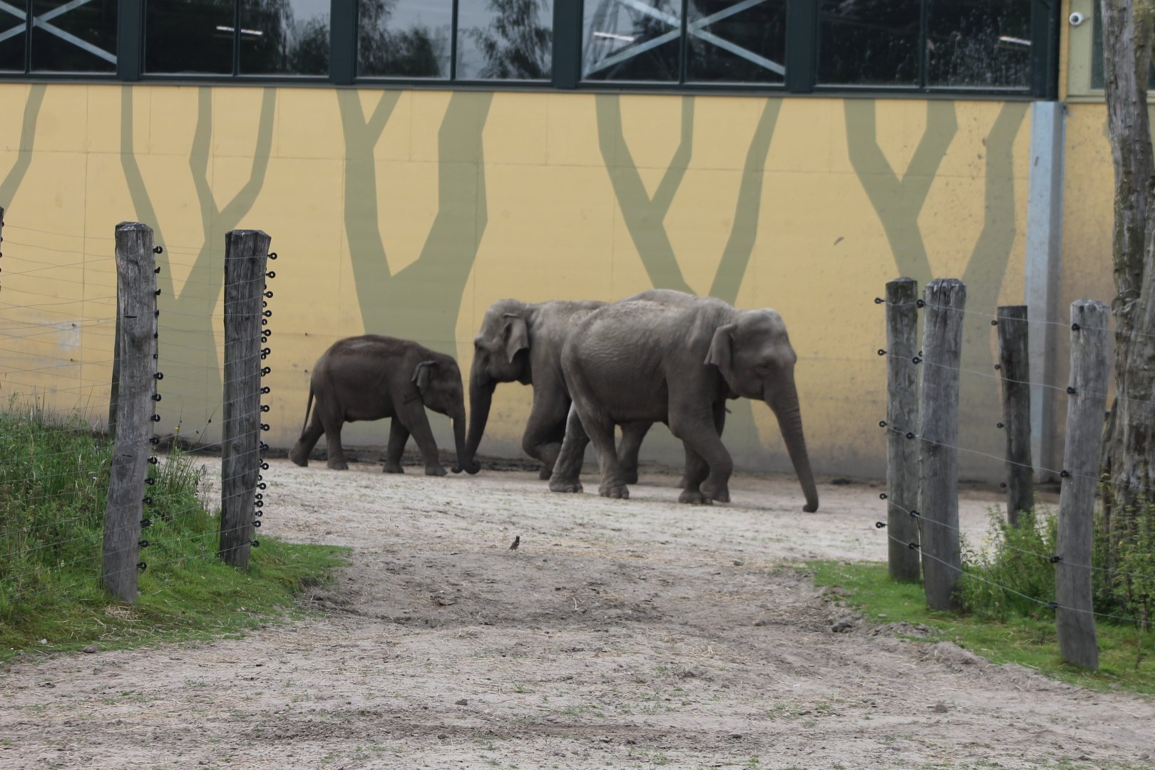 House sparrow and Asian elephants