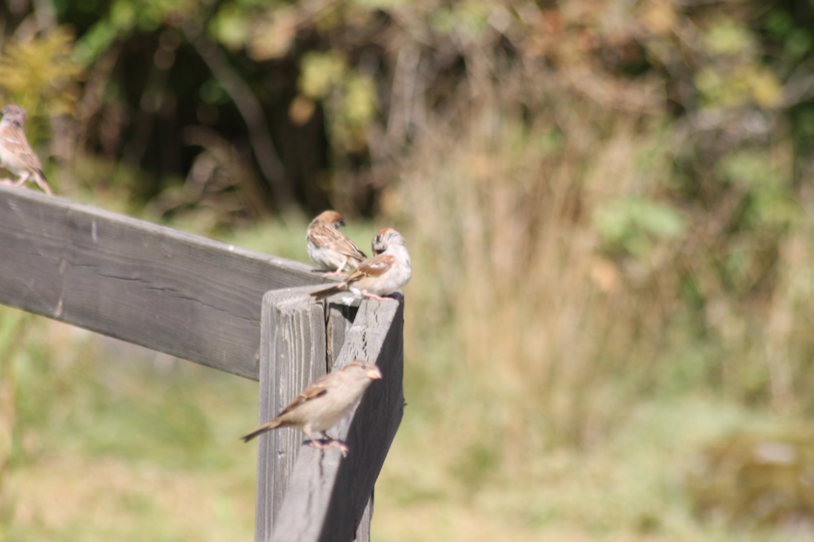 House sparrow and Eurasian tree sparrow