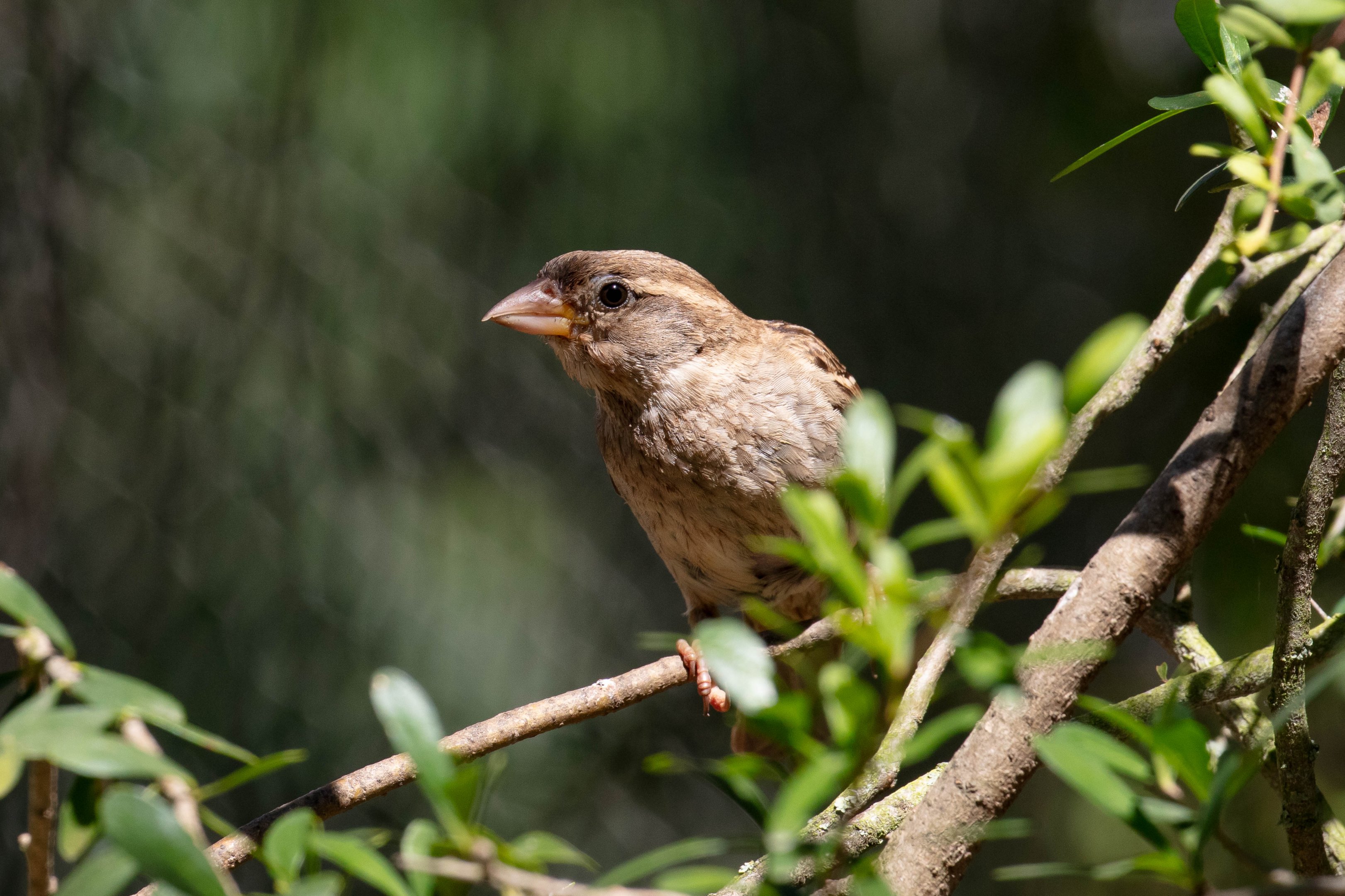 House Sparrow female (wild bird)