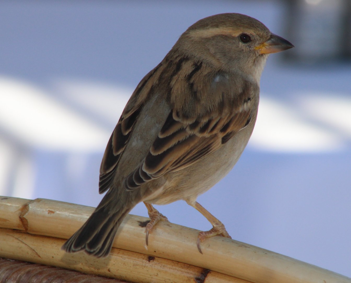House sparrow - female
