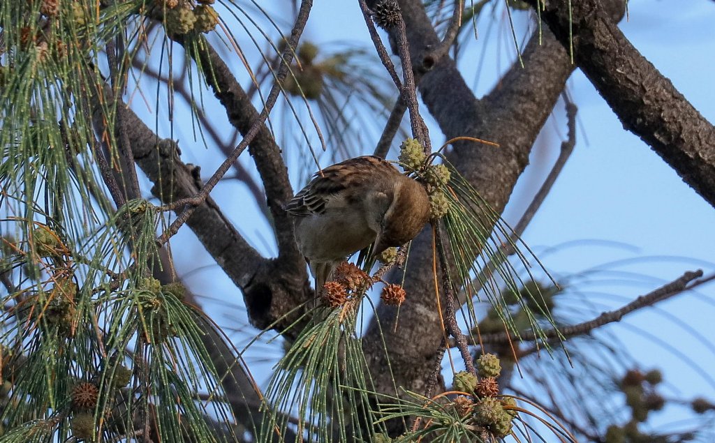 House Sparrow female