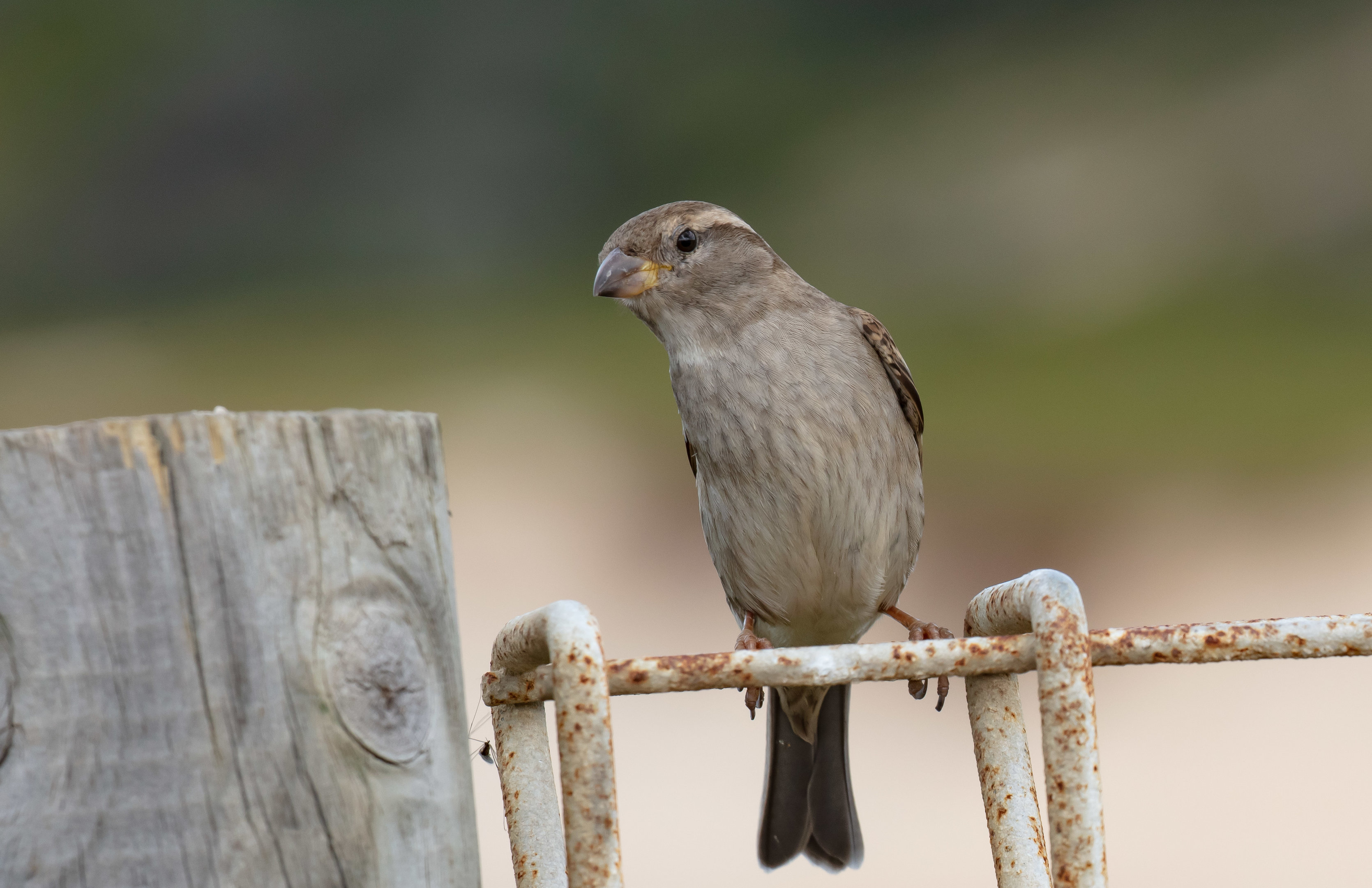 House Sparrow female