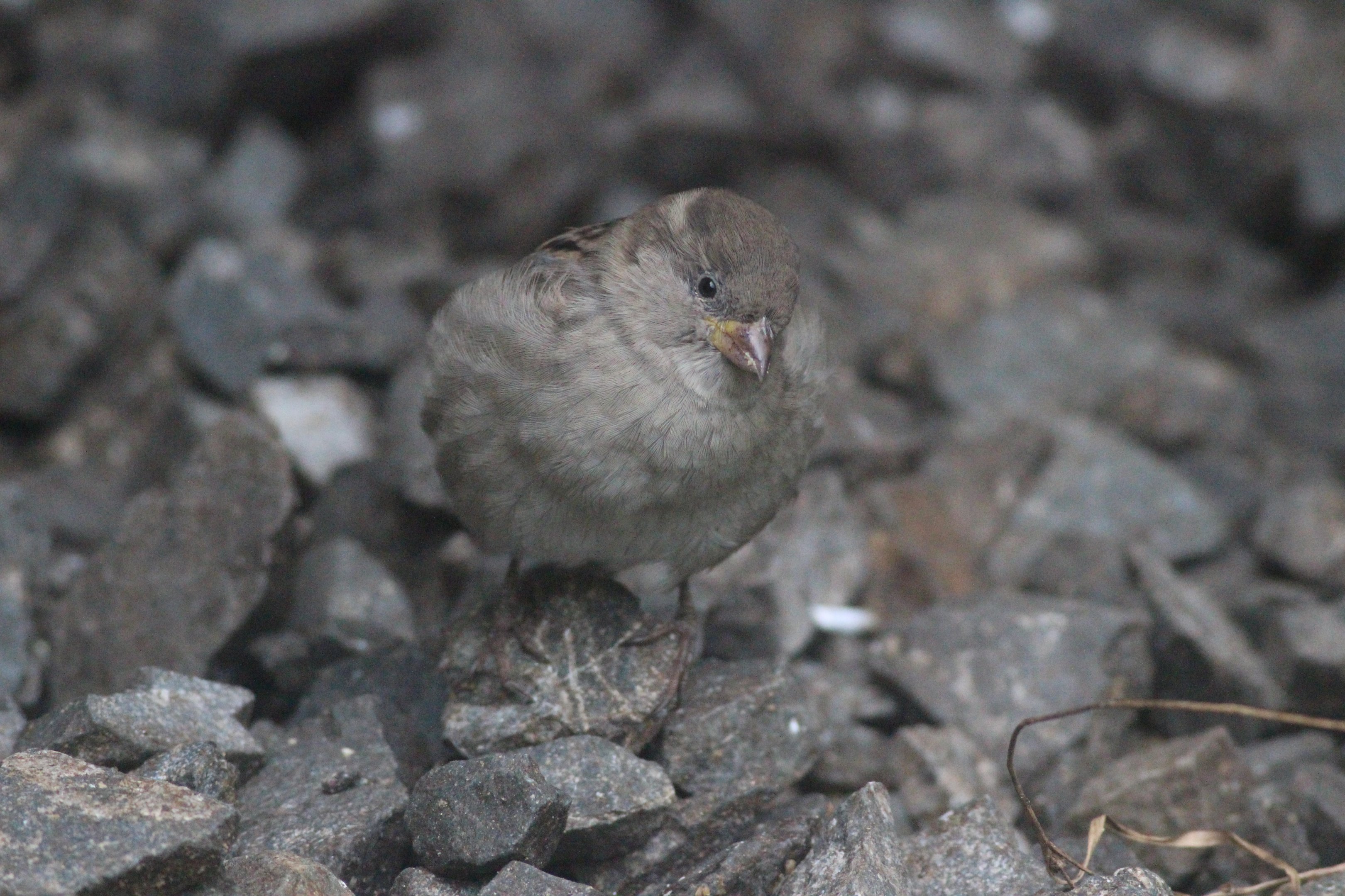 House Sparrow female