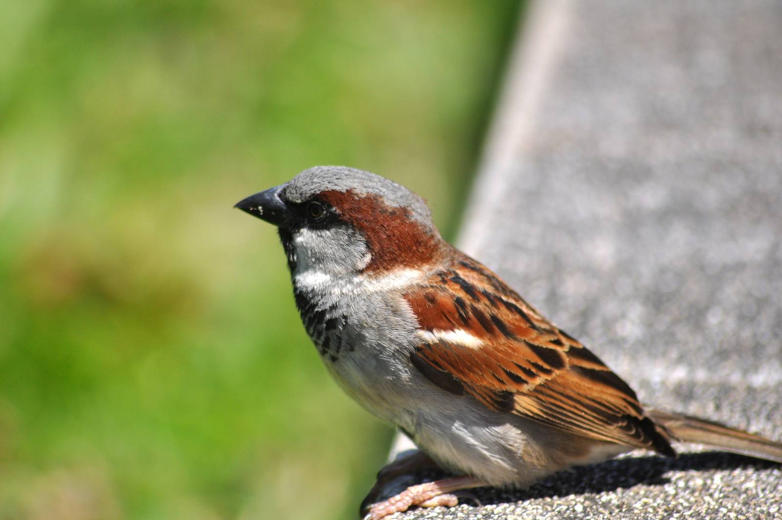 House Sparrow - Hawaii
