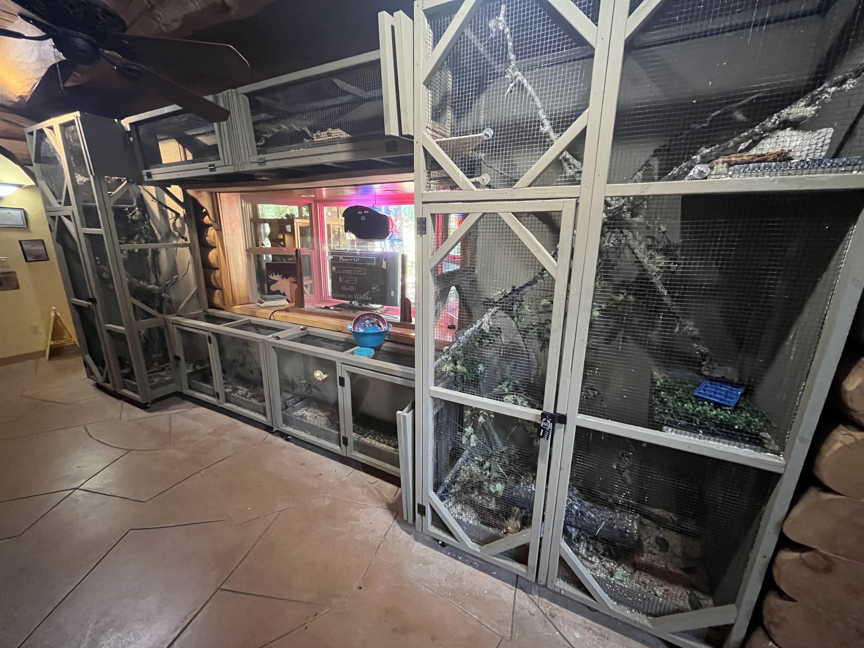 House Sparrow Indoor Aviary