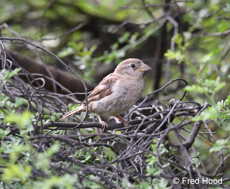 house sparrow (juvenile)