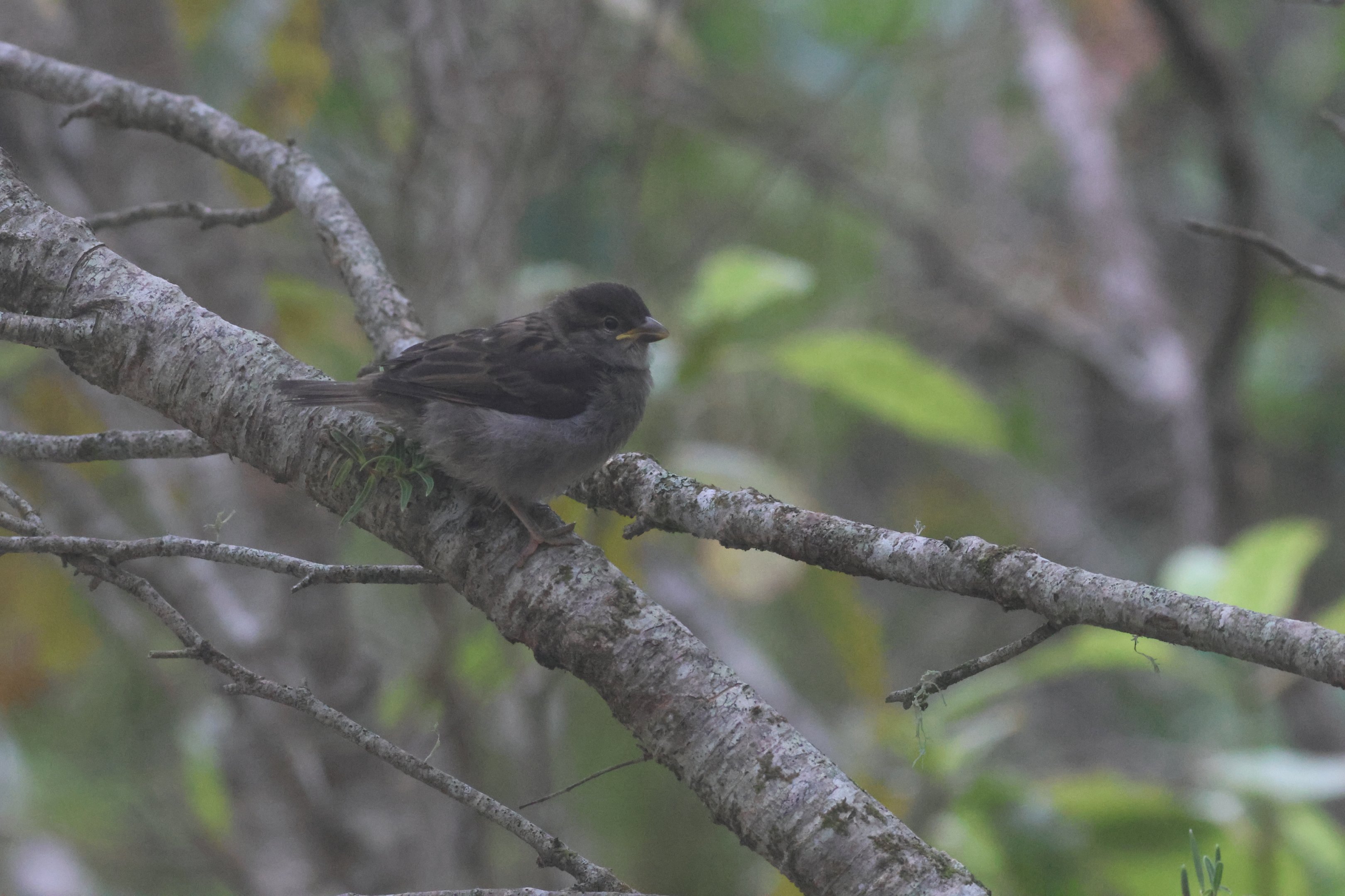 House Sparrow juvenile