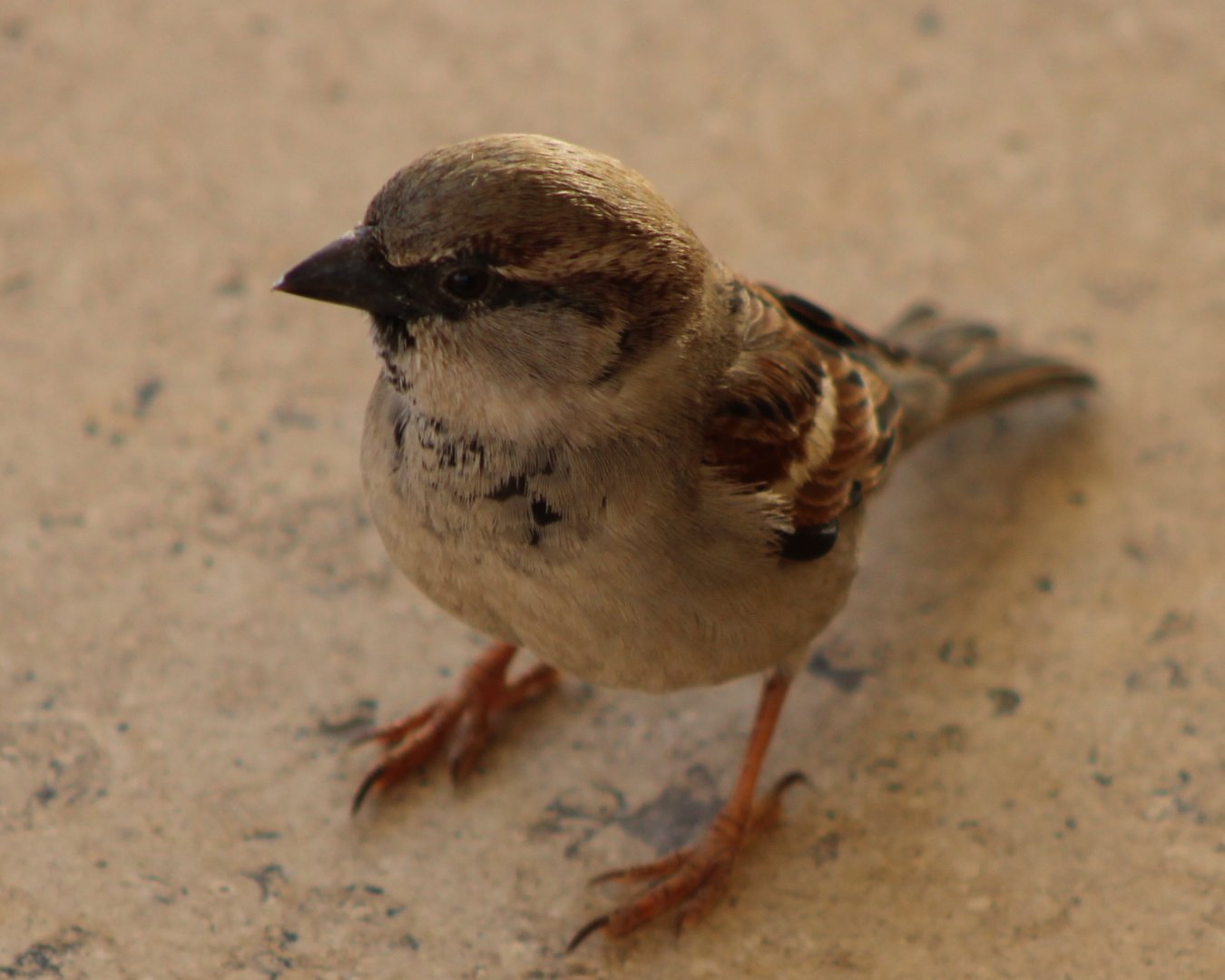 House sparrow - male
