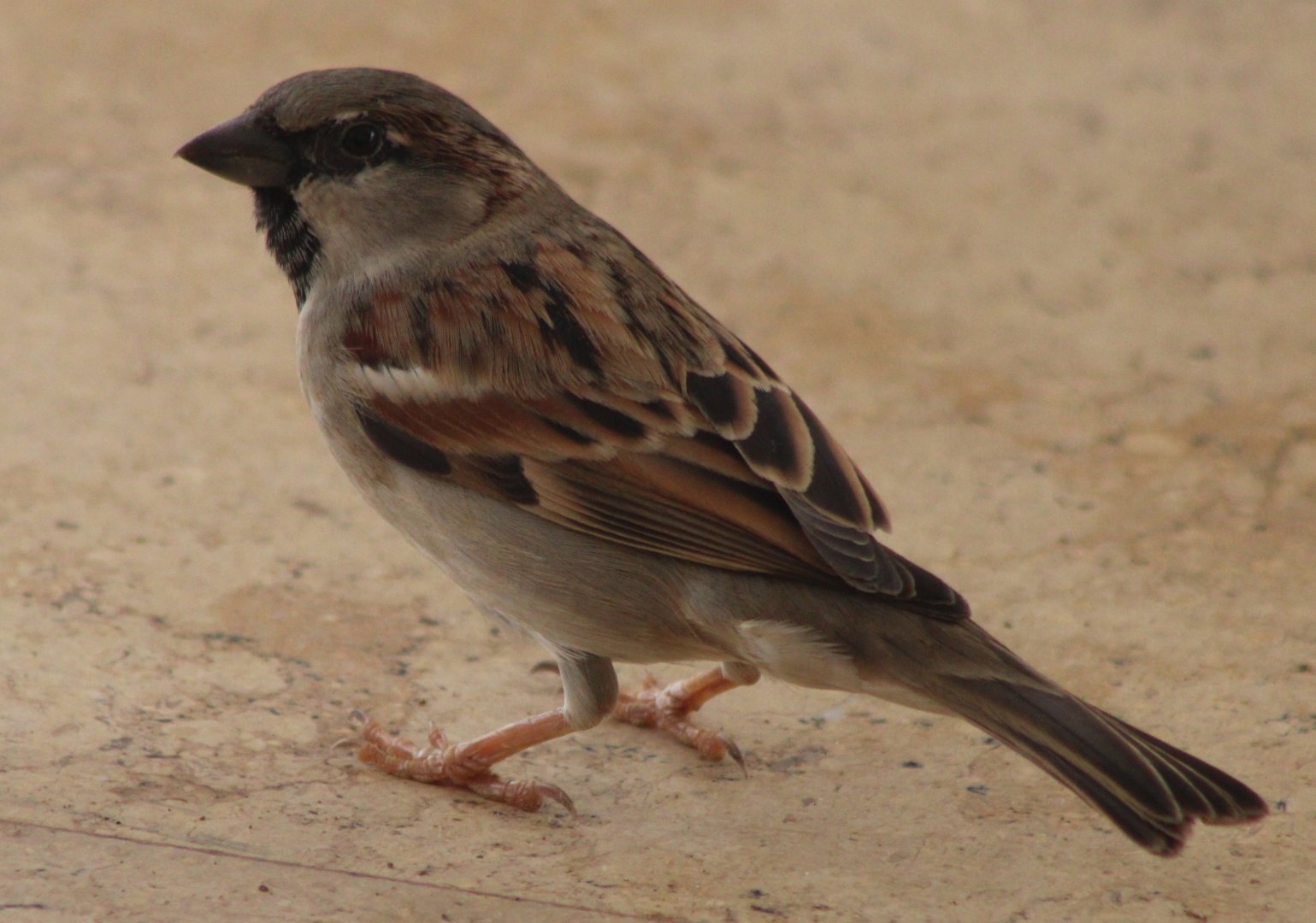 House sparrow - male