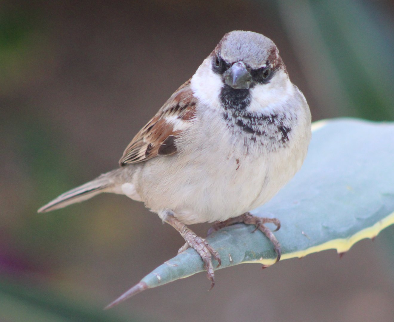 House sparrow - male