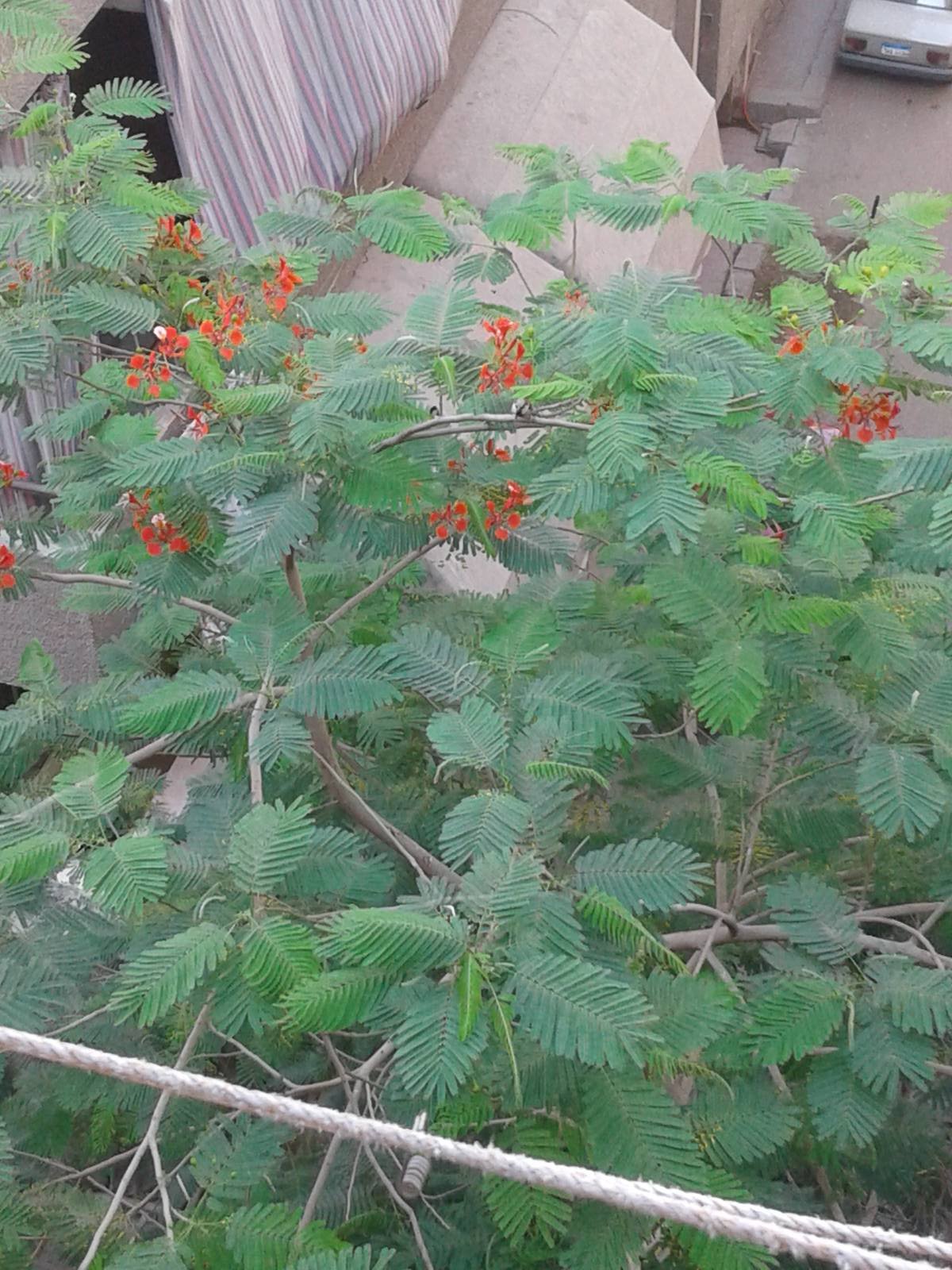 House Sparrow, May 2016