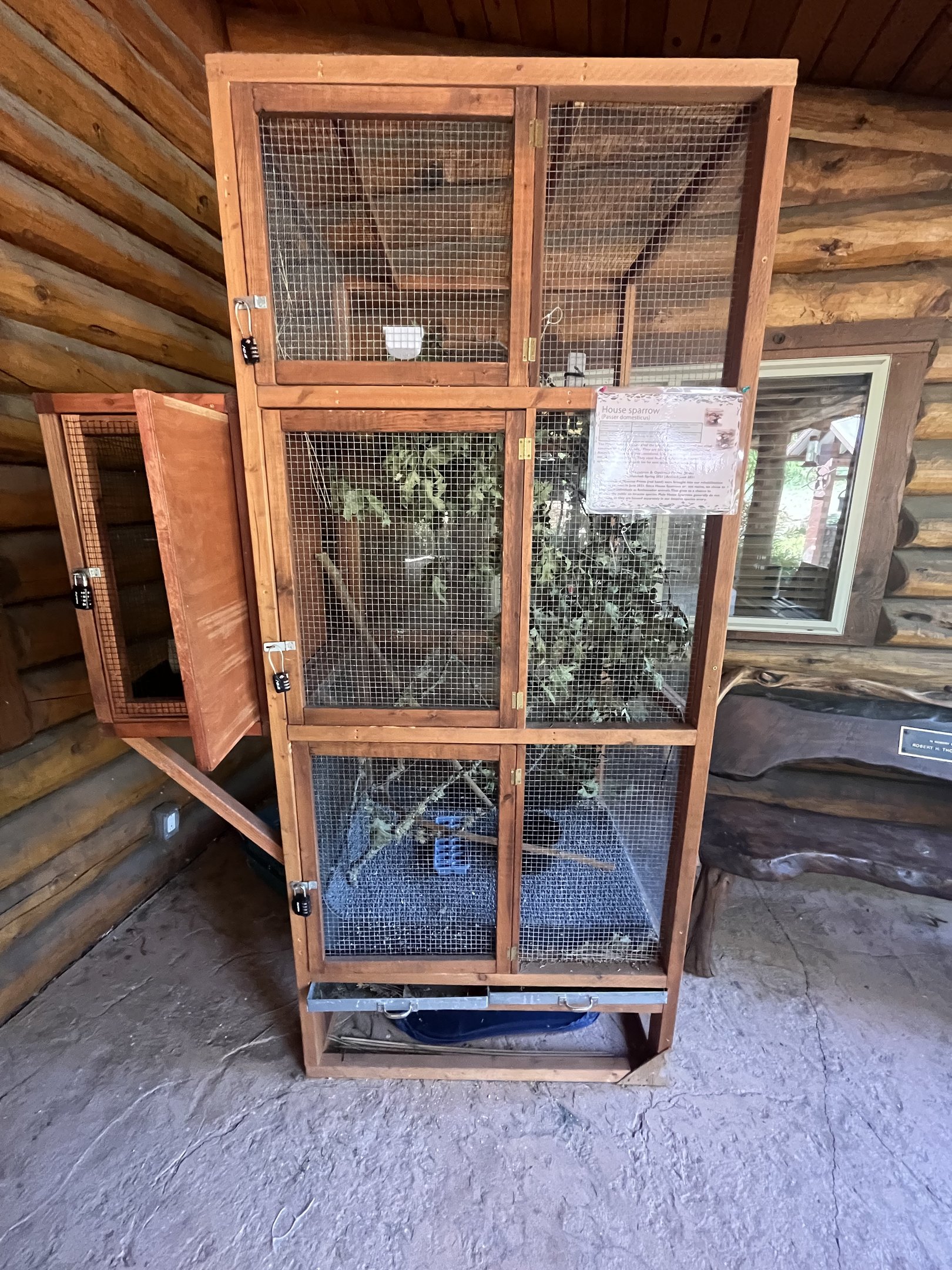 House Sparrow Outdoor Aviary
