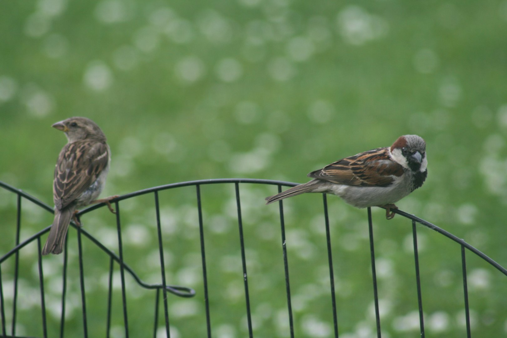 House Sparrow Pair
