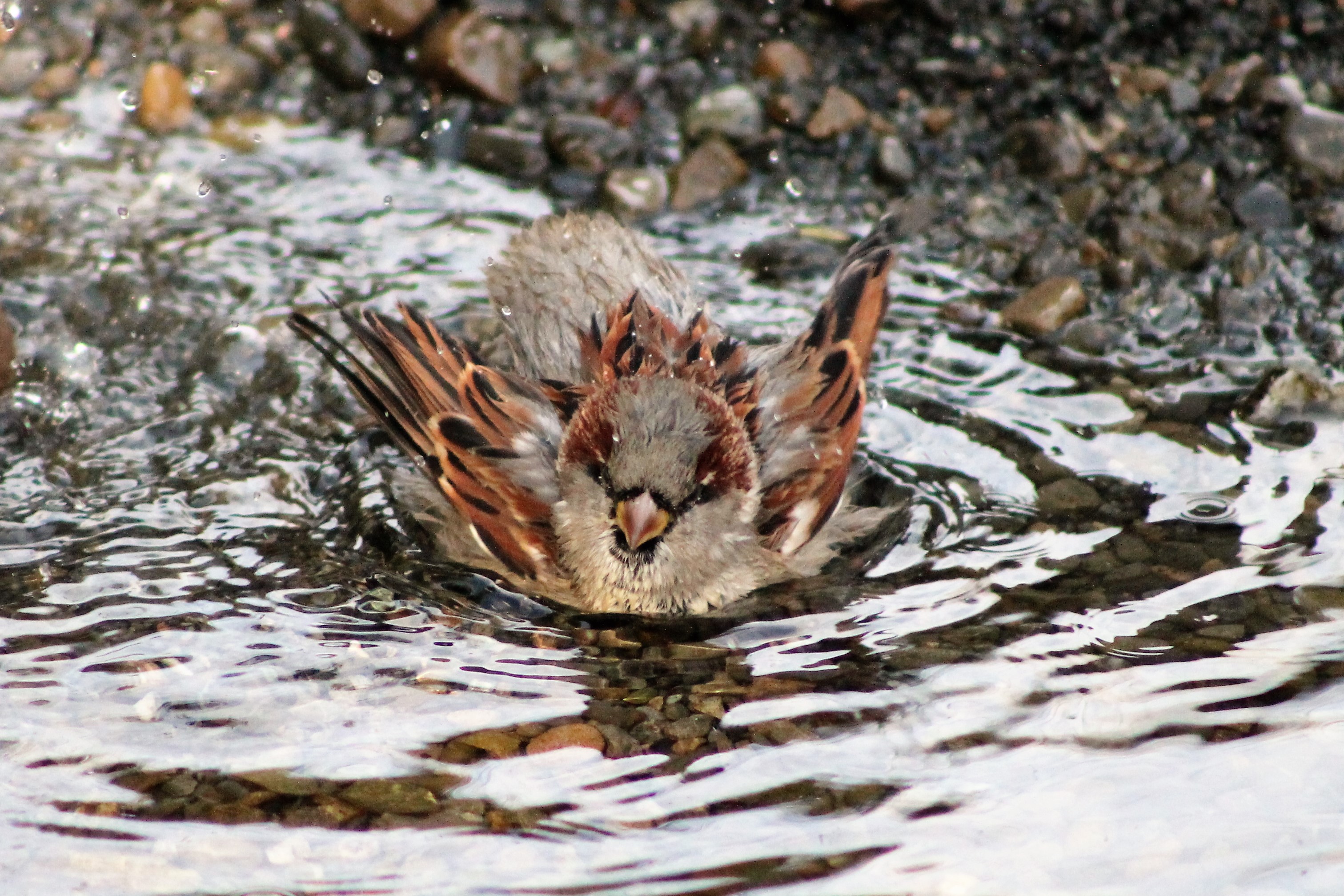 House Sparrow (Passer domesticus) bathing