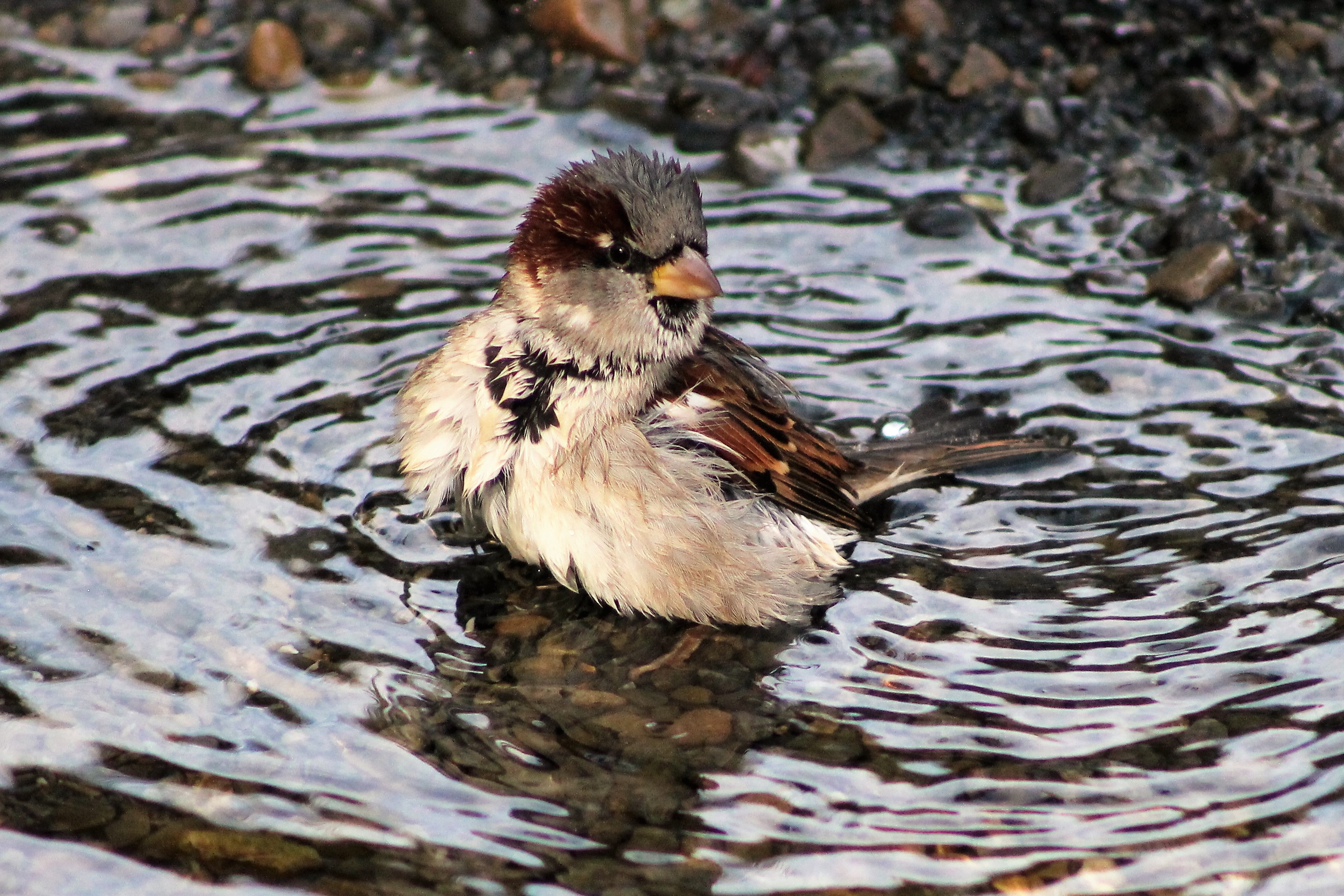House Sparrow (Passer domesticus) bathing