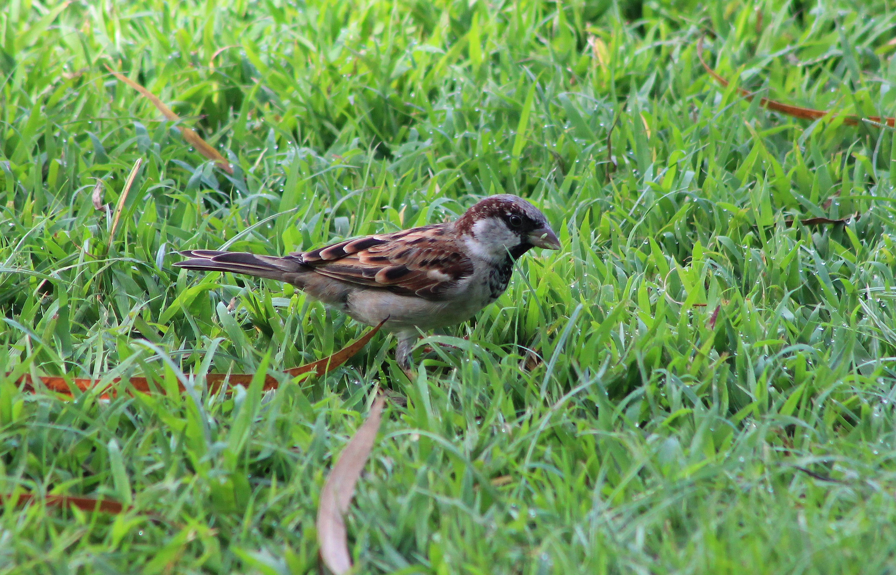 House Sparrow (Passer domesticus indicus)