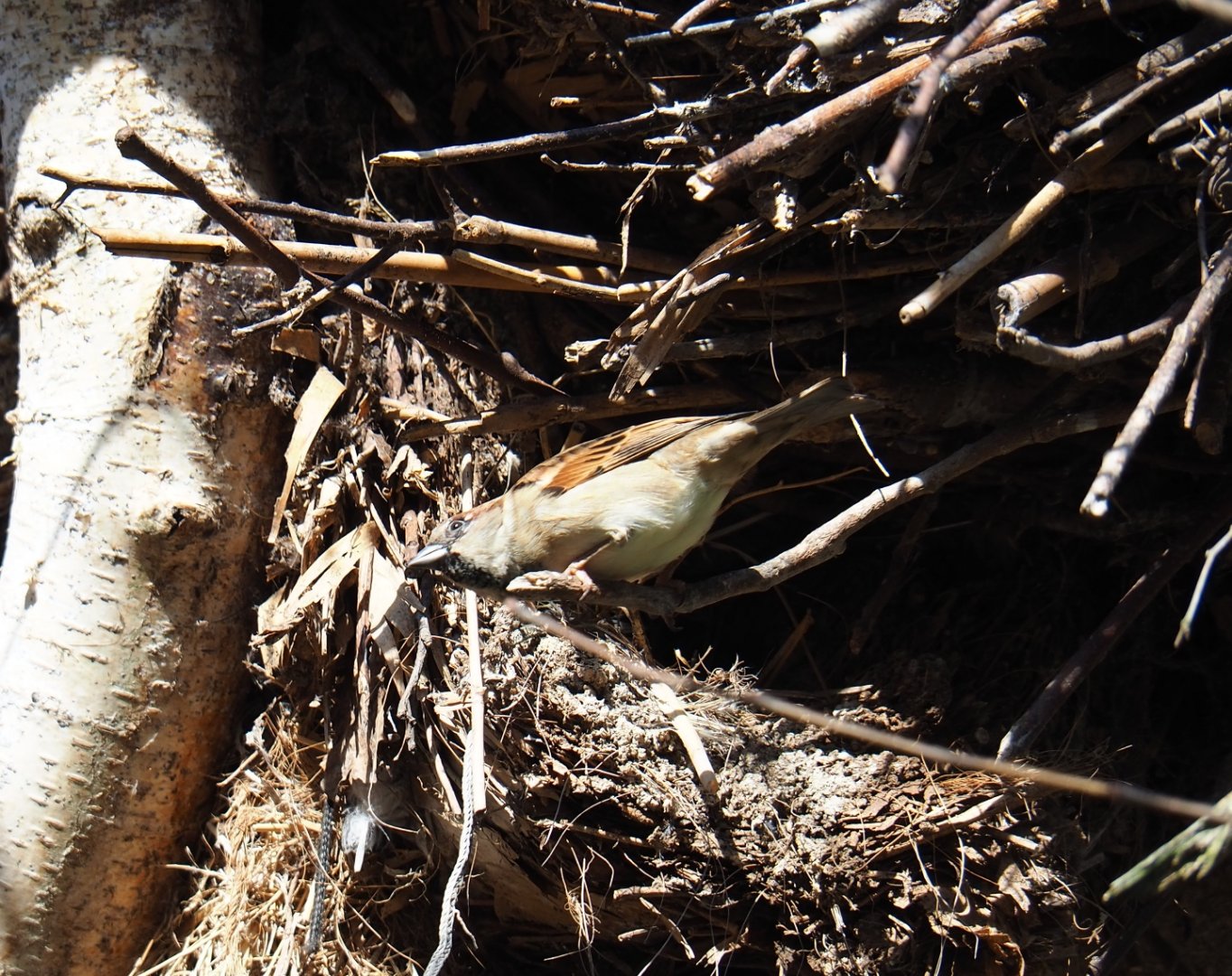 House sparrow (Passer domesticus) on old hamerkop nest (Feb 16th, 2019)