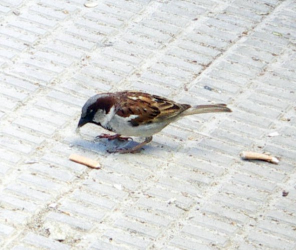 House Sparrow (Passer domesticus)