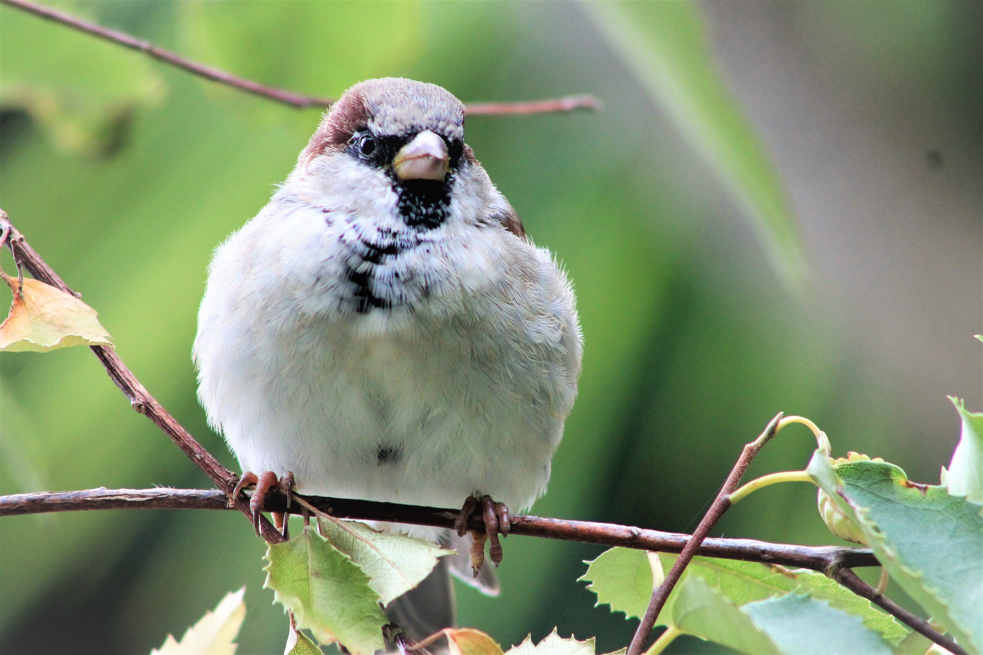 House Sparrow (Passer domesticus)