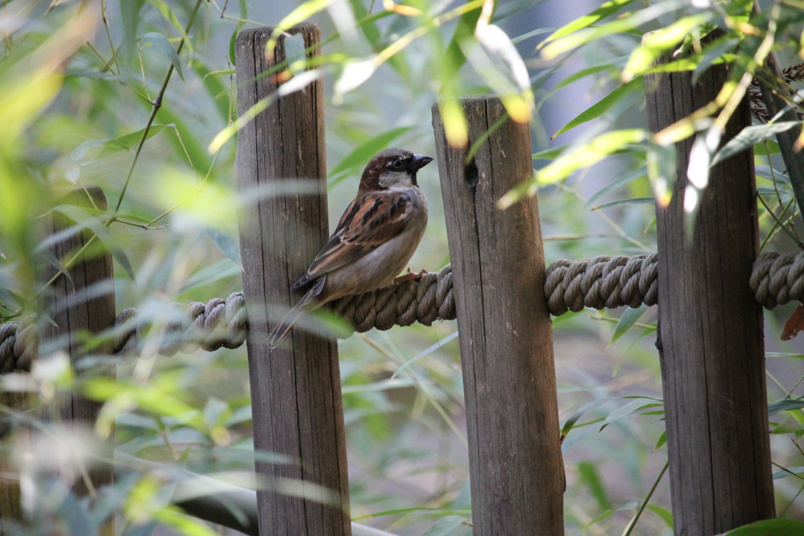 House Sparrow (Passer domesticus)